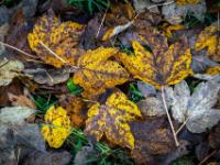 Abgefallene Ahornblätter bedecken den Boden